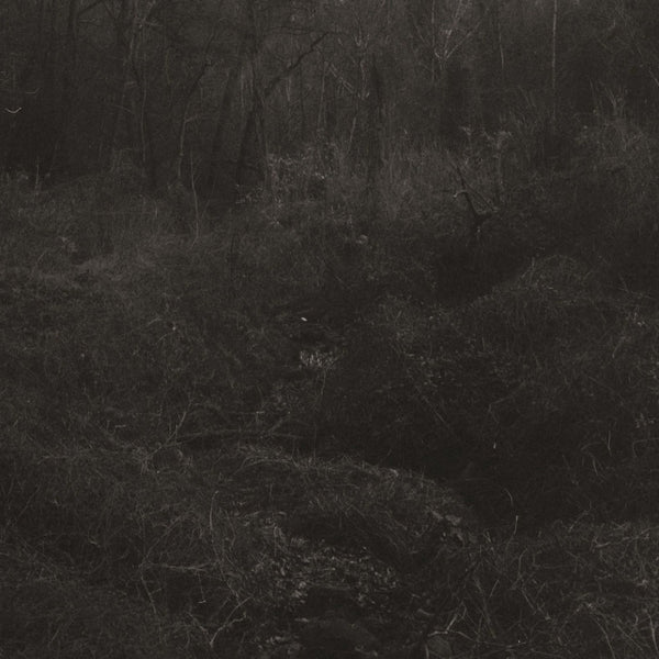 Mok, Lesley / transient - New LP