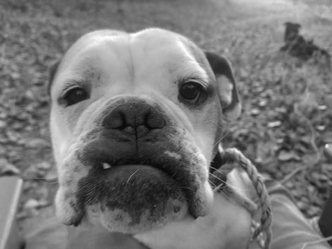 GREEN NOISE "BETTY" MEMBERSHIP 2026